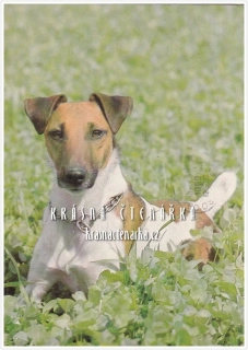 Pes FOXTERIÉR HLADKOSRSTÝ