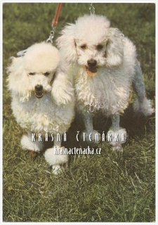 Pes BÍLÍ TRPASLIČÍ PUDLOVÉ
