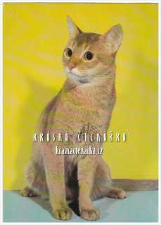 Kočka HABEŠSKÁ