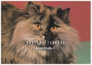 Kočka PERSKÁ