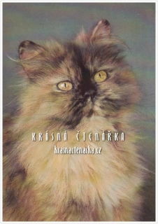 Kočka PERSKÁ ŽELVOVINOVÁ