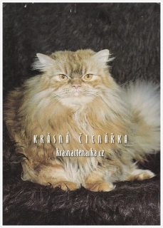 Kočka PERSKÁ ČERVENĚ MRAMOROVANÁ