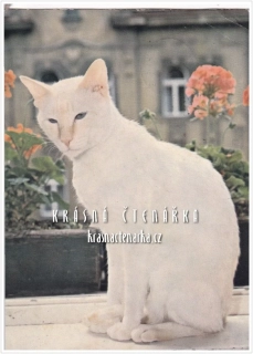 Kočka SIAMSKÁ