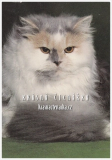 Kočka PERSKÁ ŽELVOVINOVÁ