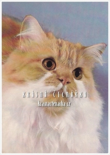 Kočka PERSKÁ DVOUBAREVNÁ
