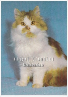 Kočka PERSKÁ 