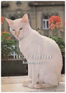 Kočka SIAMSKÁ