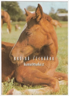 Kůň ANGLICKÝ POLOKREVNÍK