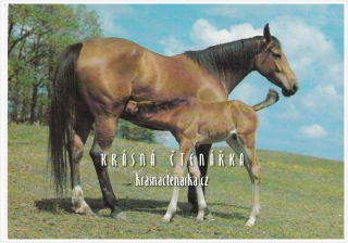 Kůň ANGLICKÝ POLOKREVNÍK