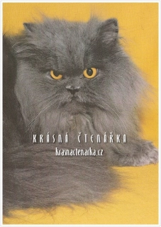 Kočka PERSKÁ MODRÁ