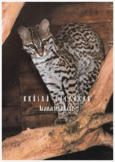 KOČKA SLANIŠTNÍ, ZOO Praha