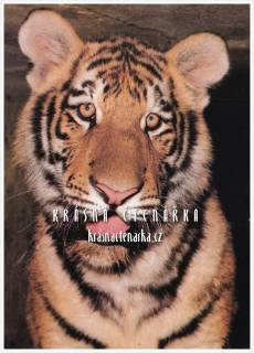 TYGR SIBIŘSKÝ, ZOO Praha