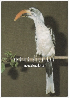 TOKO RUDOZOBÝ, ZOO Dvůr Králové