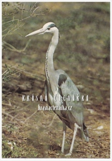 VOLAVKA POPELAVÁ