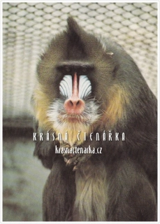 MANDRIL RÝHOLÍCÍ