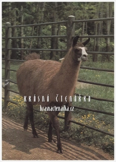 LAMA HUANAKO