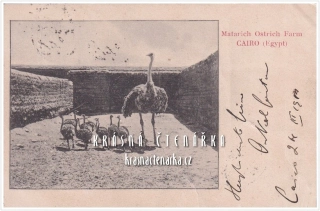 PŠTROSÍ FARMA, Matarich Ostrich Farm Cairo, Egypt