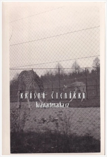 ŽIRAFY v zoologické zahradě
