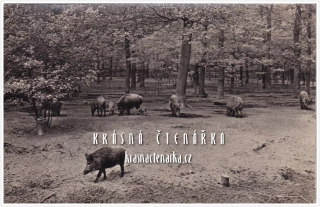 PRASE DIVOKÉ, Zoologická zahrada Cottbus