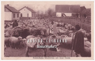STÁDO S PASTEVCI  v Rumunsku