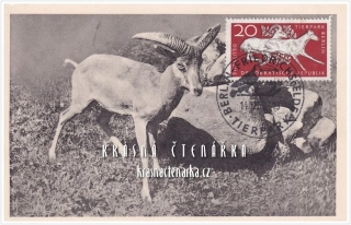 DIVOKÁ KOZA, Poštovní známka Tierpark Berlin