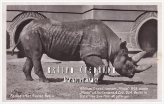 NOSOROŽEC DVOUROHÝ, Zoologická zahrada Berlín