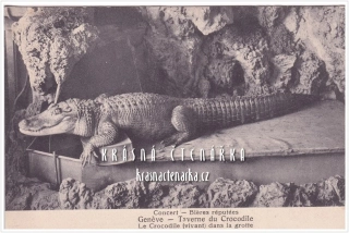 KROKODÝL, La Taverne du Crocodile, Ženeva