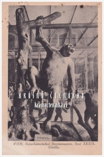 GORILA, Přídorovědecké muzeum Vídeň