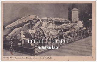 Exponát, Přídorovědecké muzeum Vídeň