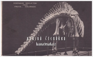 KOSTRA DINOSAURA, Field Museum Chicago