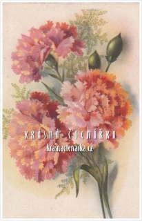 BLAHOPŘÁNÍ květinové, KARAFIÁT