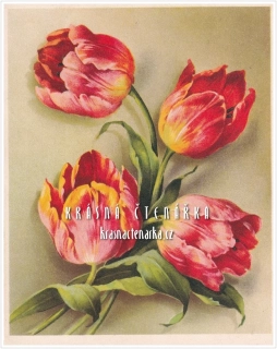 BLAHOPŘÁNÍ květinové, TULIPÁNY