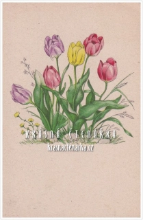 BLAHOPŘÁNÍ květinové, TULIPÁNY