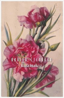 BLAHOPŘÁNÍ květinové, KARAFIÁT