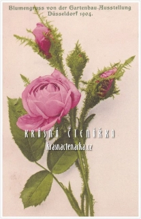 BLAHOPŘÁNÍ květinové, RŮŽE