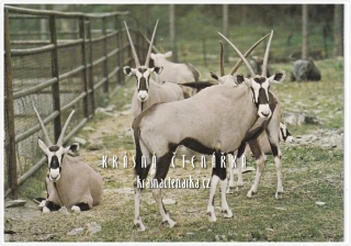 PŘÍMOROŽEC PASSAN