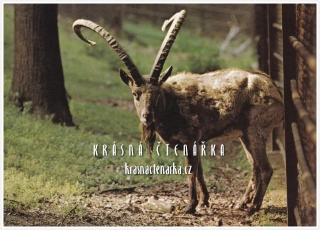 KOZOROŽEC SIBIŘSKÝ