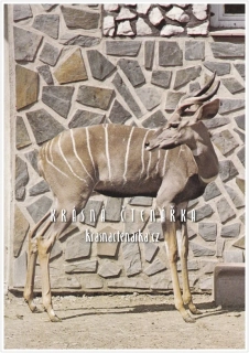KUDU MALÝ