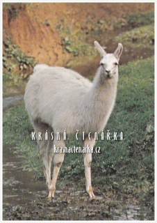 LAMA KROTKÁ