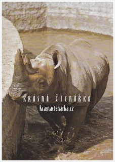 NOSOROŽEC TUPONOSÝ