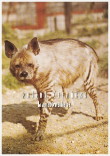 HYENA ŽÍHANÁ