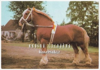 Kůň CHLADNOKREVNÍK