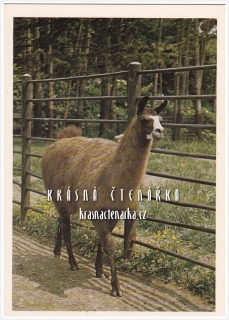 LAMA HUANACO