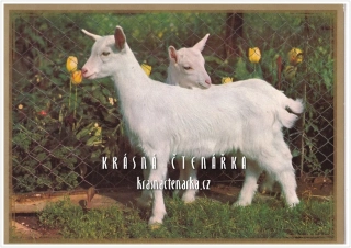 KOZA