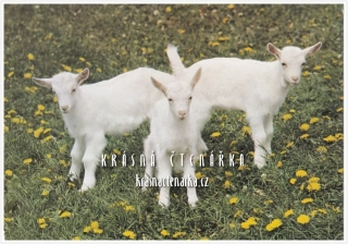 KOZA