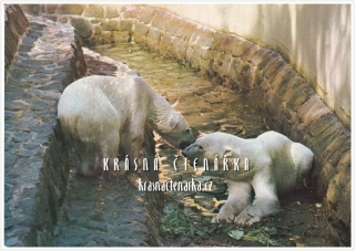 LEDNÍ MEDVĚD, ZOO Dvůr Králové nad Labem