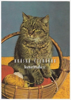 KOČKA DOMÁCÍ