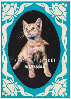 KOČIČKA