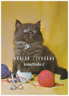 KOČIČKA s klubíčkem