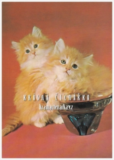 KOČIČKY